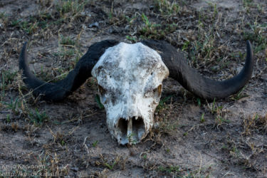 Afrikanpuhveli (Syncerus caffer)