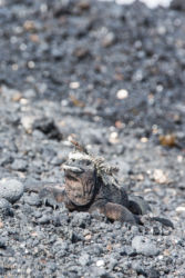 Laavalisko (Tropidurus sp.), Merileguaani (Amblyrhynchus cristatus)