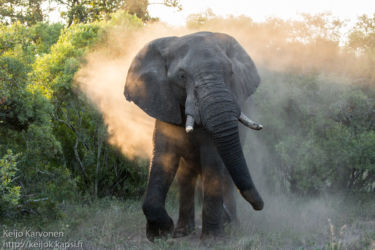 Afrikannorsu (Loxodonta africana)