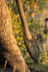 Afrikannorsu (Loxodonta africana)