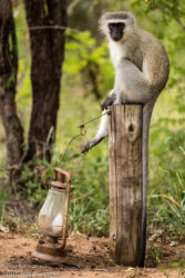 Vihermarakatti (Chlorocebus aethiops)
