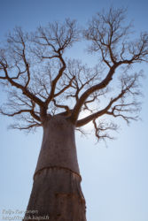 Baobab -puu