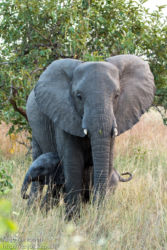 Afrikannorsu (Loxodonta africana)