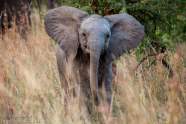 Afrikannorsu (Loxodonta africana)