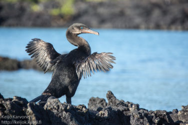 Galapagosinmerimetso (Phalacrocorax harrisi)