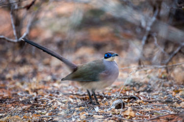 Isokuku (Coua gigas), Ifaty