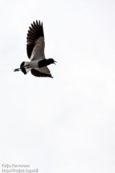 Seppähyyppä (Vanellus armatus)