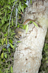 Isohiirimaki (Microcebus murinus), Berenty