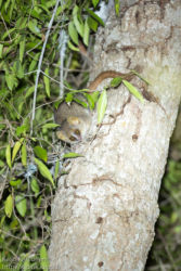 Isohiirimaki (Microcebus murinus), Berenty