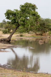 Lampi savannilla