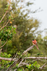 Punamehiläissyöjä (Merops nubicus)