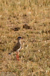 Kruunuhyyppä (Vanellus coronatus)