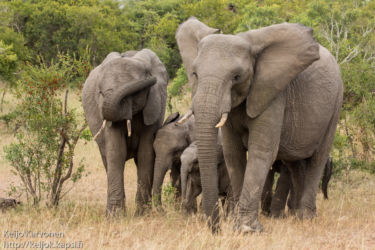 Afrikannorsu (Loxodonta africana)