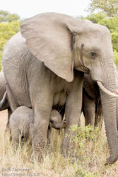 Afrikannorsu (Loxodonta africana)