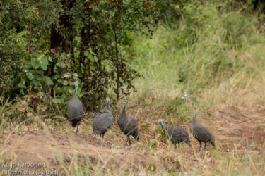Helmikana (Numida meleagris)
