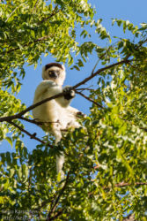 Lakkisifaka (Propithecus verreauxi), Berenty