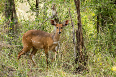 Kirjoantilooppi (Tragelaphus scriptus)