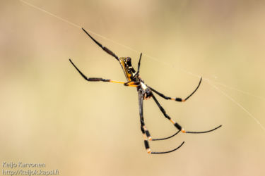 Nephila senegalensis annulata , naaras