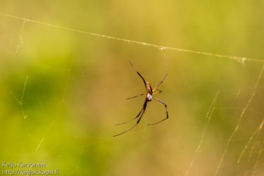 Nephila senegalensis annulata , koiras