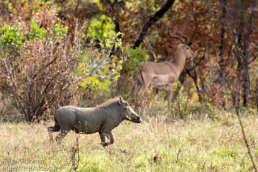 Pahkasika (Phacochoerus africanus), Impala (Aepyceros melampus)