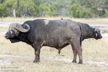 Afrikanpuhveli (Syncerus caffer)