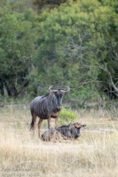 Juovagnu (Connochaetes taurinus)