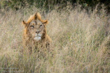 Leijona (Panthera leo)