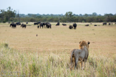 Afrikannorsu (Loxodonta africana), Leijona (Panthera leo)