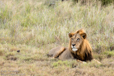 Leijona (Panthera leo)