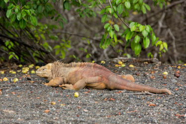 Laavaleguaani (Conolophus subcristatus)