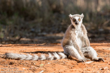 Rengashäntämaki (Lemur catta), Berenty