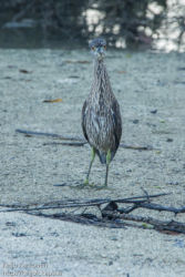 Kruunuyöhaikara (Nycticorax violaceus)