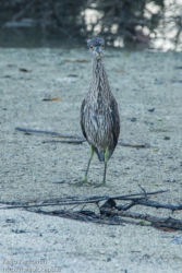 Kruunuyöhaikara (Nycticorax violaceus)