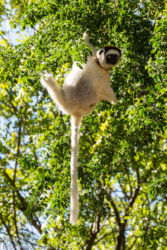 Lakkisifaka (Propithecus verreauxi), Berenty