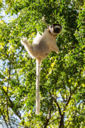 Lakkisifaka (Propithecus verreauxi), Berenty