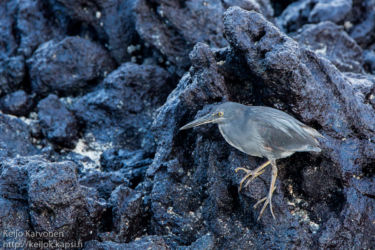 Galapagosinkyyryhaikara (Butorides sundevalli)