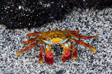 Laavarapu (Grapus grapus)