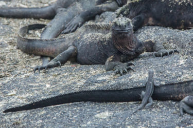 Laavalisko (Tropidurus sp.), Merileguaani (Amblyrhynchus cristatus)