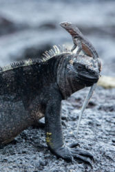 Laavalisko (Tropidurus sp.), Merileguaani (Amblyrhynchus cristatus)