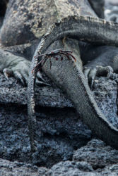 Laavarapu (Grapus grapus), Merileguaani (Amblyrhynchus cristatus)
