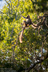Red-fronted Lemur (Eulemur rufifrons), Berenty