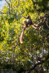 Red-fronted Lemur (Eulemur rufifrons), Berenty