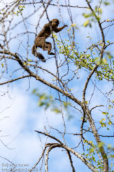Red-fronted Lemur (Eulemur rufifrons), Berenty
