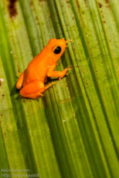 Golden mantella (Mantella aurantiaca), matelijapuisto