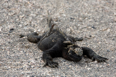 Laavalisko (Tropidurus sp.), Merileguaani (Amblyrhynchus cristatus)