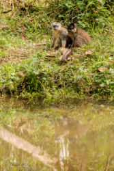 Red-fronted Lemur (Eulemur rufifrons), Andasibe
