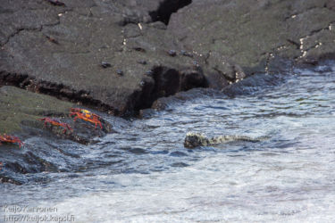 Laavarapu (Grapus grapus), Merileguaani (Amblyrhynchus cristatus)