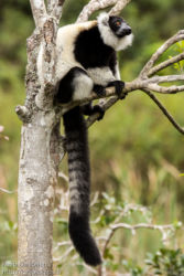 Vari (Varecia variegata), Andasibe