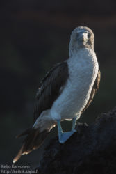 Sinijalkasuula (Sula nebouxii)