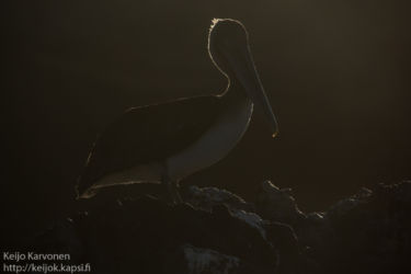 Ruskopelikaani (Pelecanus occidentalis)